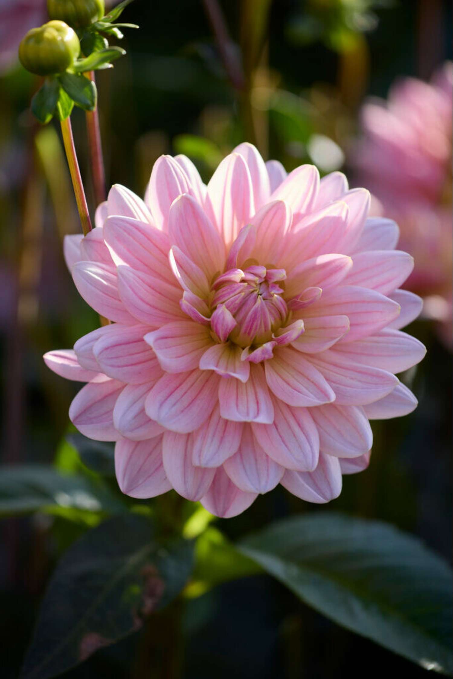 Dahlia 'Pink Magic'